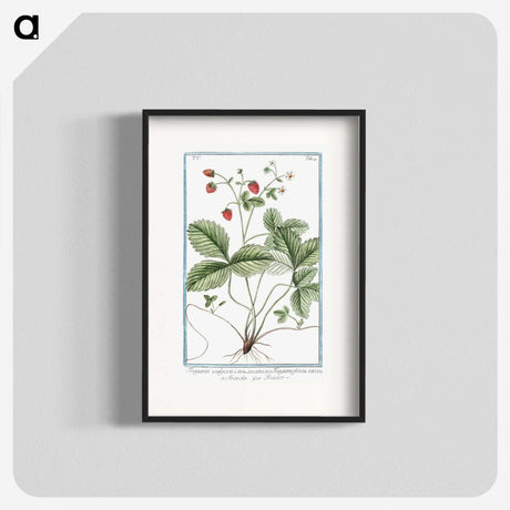 1-33_Hortus-Romanus-Botanical-Plates_blk
