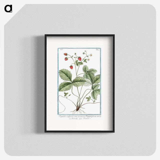 1-33_Hortus-Romanus-Botanical-Plates_blk
