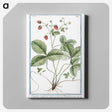 1-33_Hortus-Romanus-Botanical-Plates_canvas