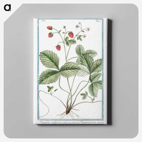 1-33_Hortus-Romanus-Botanical-Plates_canvas