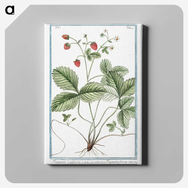 1-33_Hortus-Romanus-Botanical-Plates_canvas