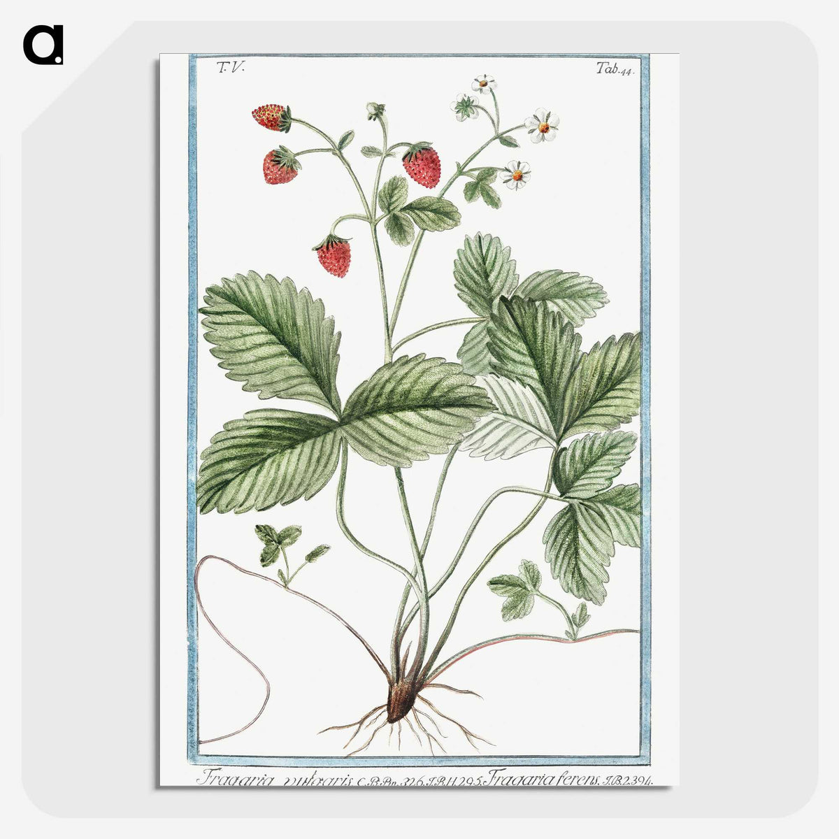 1-33_Hortus-Romanus-Botanical-Plates_picture-crop