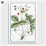 1-33_Hortus-Romanus-Botanical-Plates_picture-crop