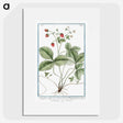 1-33_Hortus-Romanus-Botanical-Plates_picture