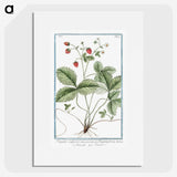 1-33_Hortus-Romanus-Botanical-Plates_picture