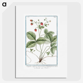 1-33_Hortus-Romanus-Botanical-Plates_picture