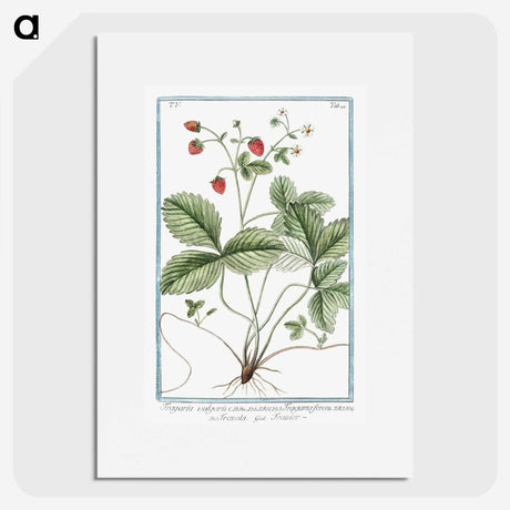 1-33_Hortus-Romanus-Botanical-Plates_picture