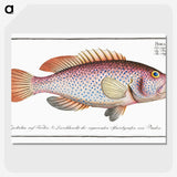 1-33_Ichtyologie-ou-Histoire-naturelle_picture-crop
