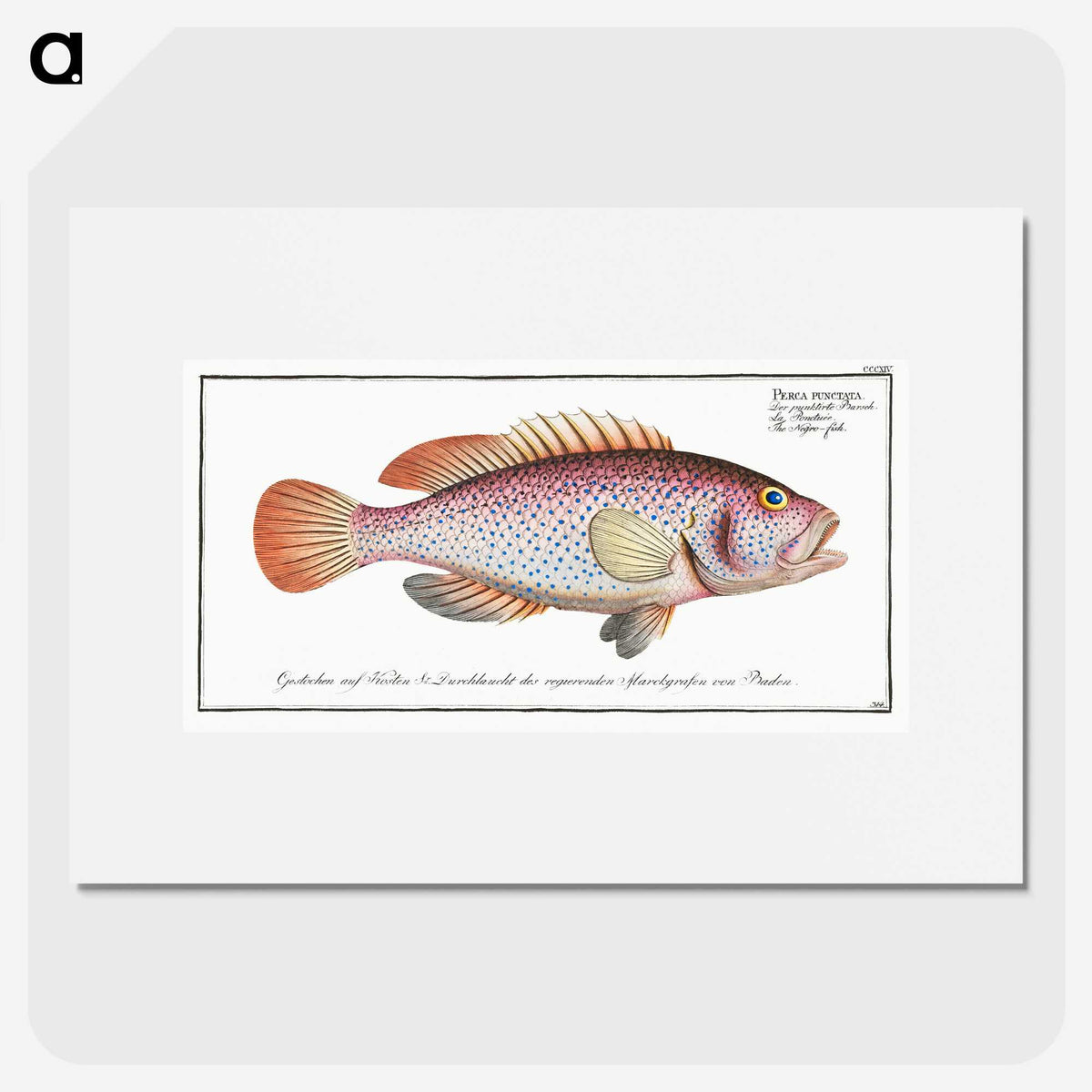 1-33_Ichtyologie-ou-Histoire-naturelle_picture