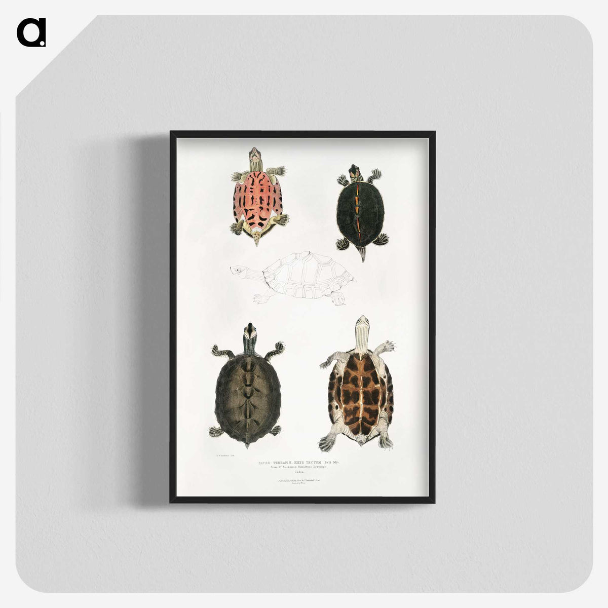 1-33_Indian-Zoology_blk-crop