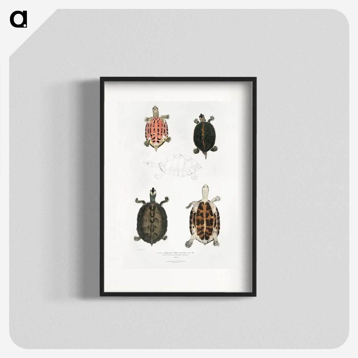 1-33_Indian-Zoology_blk