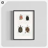 1-33_Indian-Zoology_blk
