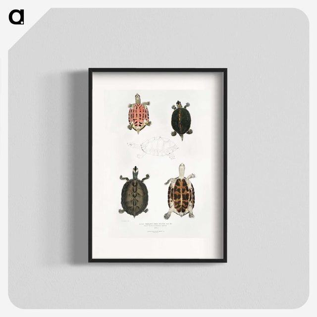 1-33_Indian-Zoology_blk