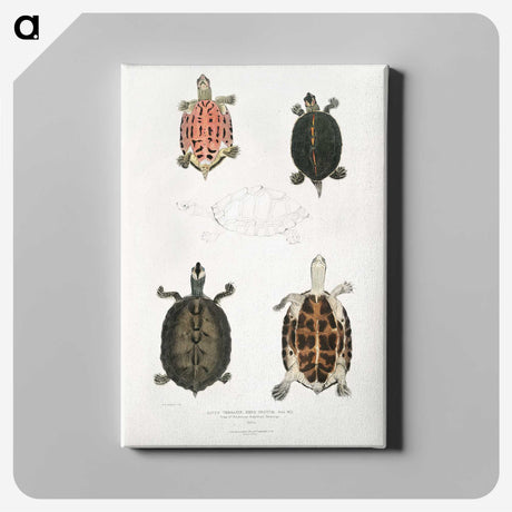 1-33_Indian-Zoology_canvas