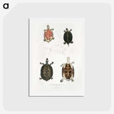 1-33_Indian-Zoology_hagaki
