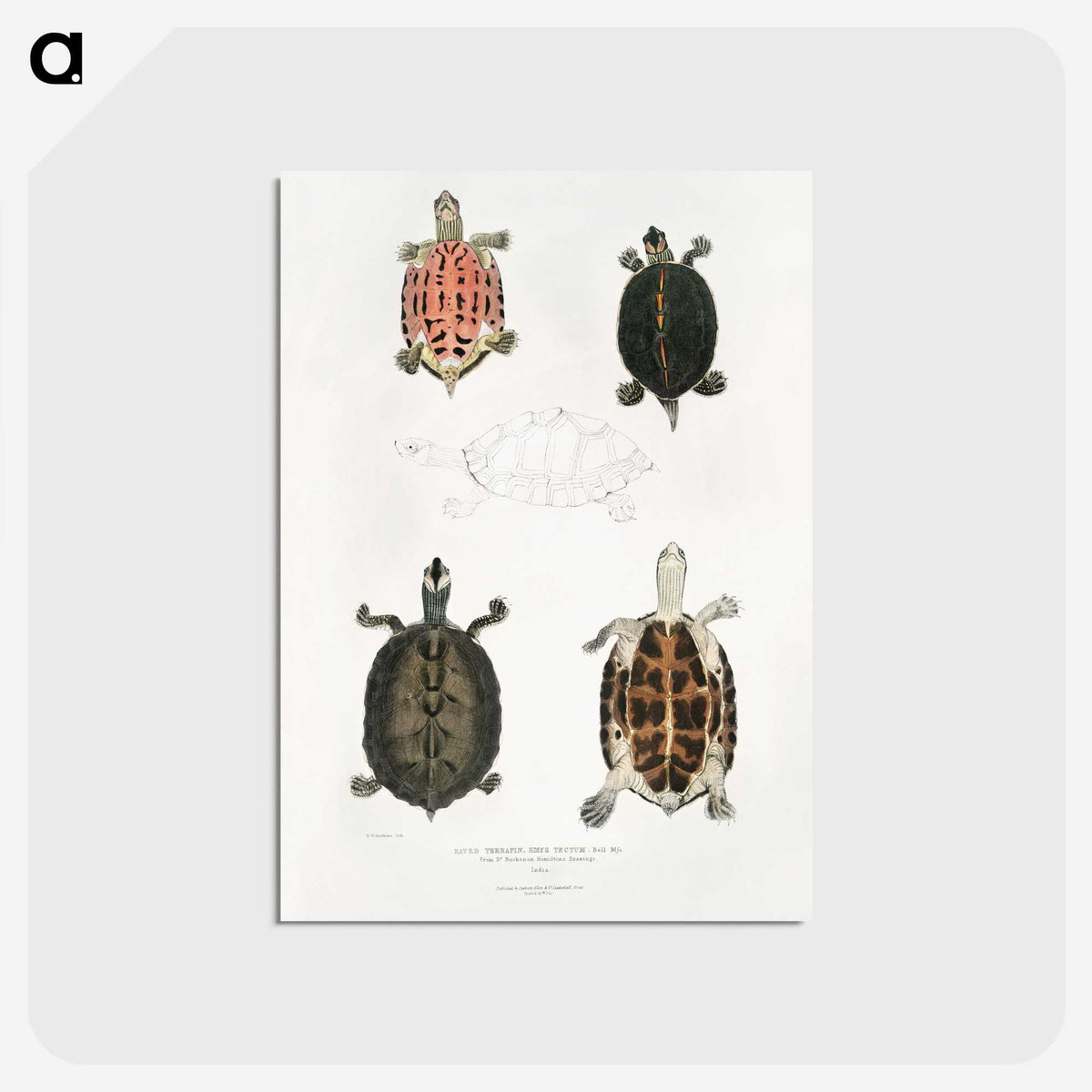 1-33_Indian-Zoology_postcard