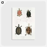 1-33_Indian-Zoology_postcard
