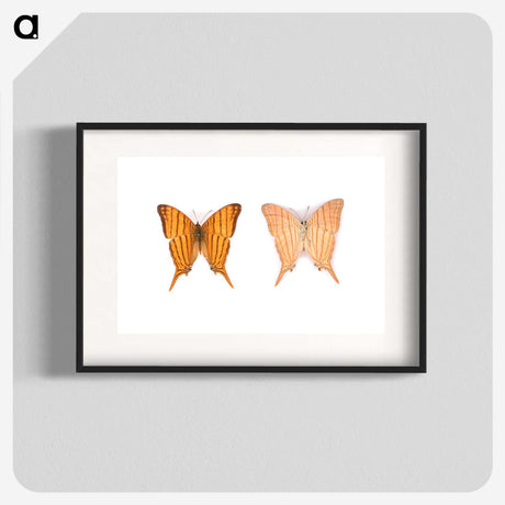 1-33_Insects-Unlocked-Project_blk