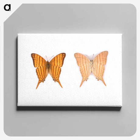 1-33_Insects-Unlocked-Project_canvas