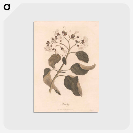 アートポストカード-Wanzey
 - ジェームス ヒース Postcard.