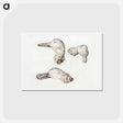 アートポストカード-Severed head of ducks - ジャン ベルナール Postcard.