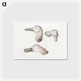 アートポストカード-Severed head of ducks - ジャン ベルナール Postcard.