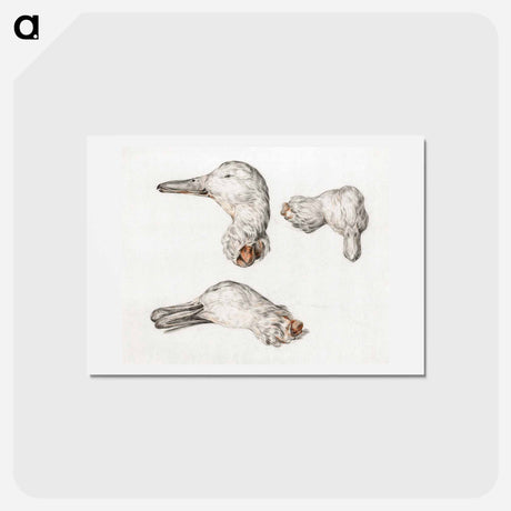 アートポストカード-Severed head of ducks - ジャン ベルナール Postcard.