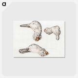 アートポストカード-Severed head of ducks - ジャン ベルナール Postcard.