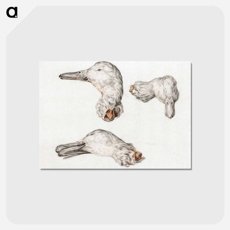 アートポストカード-Severed head of ducks - ジャン ベルナール Postcard.
