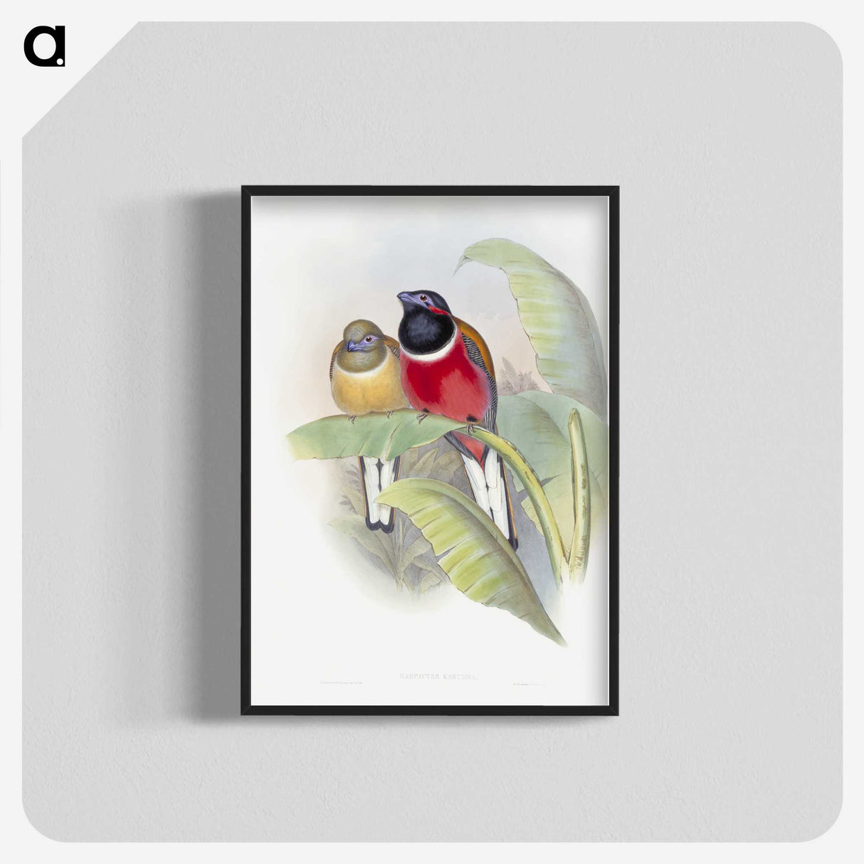 1-33_John-Gould_blk-crop