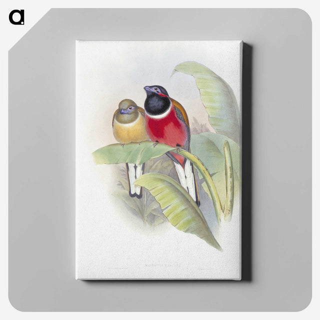 1-33_John-Gould_canvas