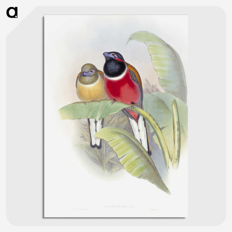 1-33_John-Gould_picture-crop