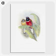1-33_John-Gould_picture