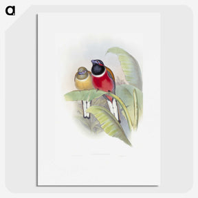 1-33_John-Gould_picture
