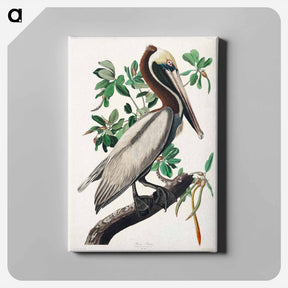 アートパネル-Brown Pelican
 - ジョン ジェームス オーデュボン Canvas.