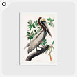 アートポストカード-Brown Pelican
 - ジョン ジェームス オーデュボン Postcard.
