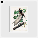 アートポストカード-Brown Pelican
 - ジョン ジェームス オーデュボン Postcard.