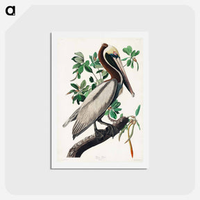 アートポストカード-Brown Pelican
 - ジョン ジェームス オーデュボン Postcard.
