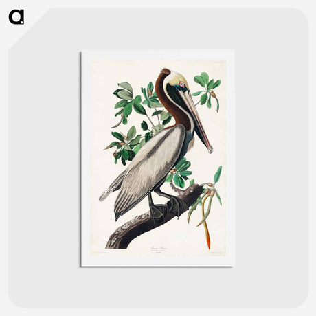 アートポストカード-Brown Pelican
 - ジョン ジェームス オーデュボン Postcard.