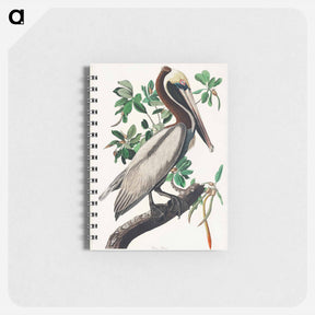 アートメモ帳-Brown Pelican
 - ジョン ジェームス オーデュボン Memo.