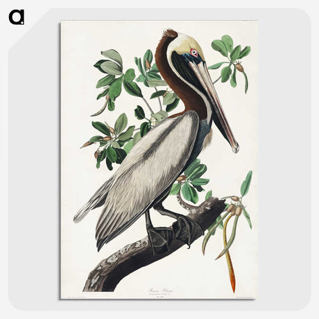 1-33_John-James-Audubon_picture-crop