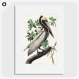 1-33_John-James-Audubon_picture