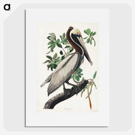 1-33_John-James-Audubon_picture