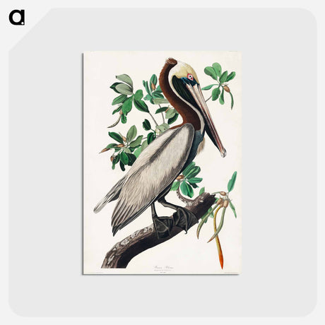 アートポストカード-Brown Pelican
 - ジョン ジェームス オーデュボン Postcard.