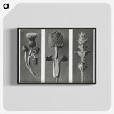 1-33_Karl-Blossfeldt_blk-crop