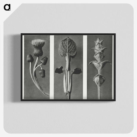 1-33_Karl-Blossfeldt_blk-crop
