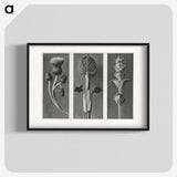1-33_Karl-Blossfeldt_blk