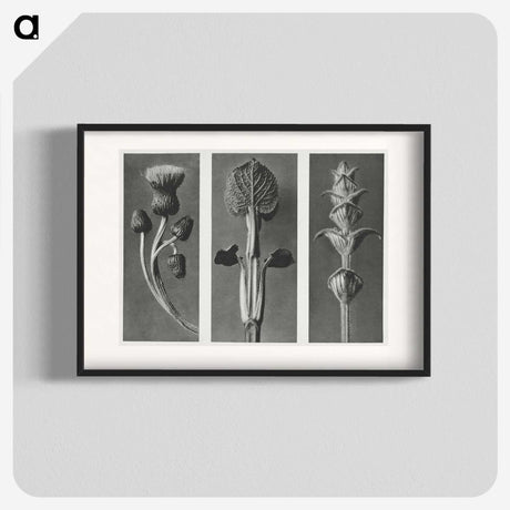 1-33_Karl-Blossfeldt_blk
