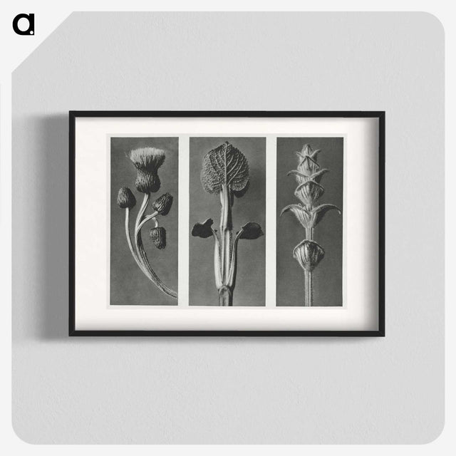 1-33_Karl-Blossfeldt_blk