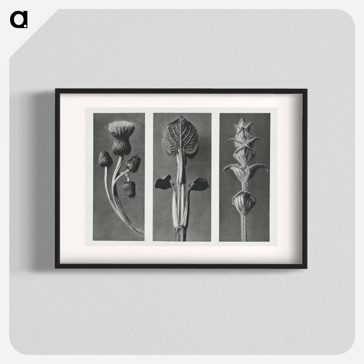 Cirsium canum (Queen Anne Thistle) enlarged 4 times, Phlomis umbrosa enlarged 4 times, and Salvia enlarged 6 times from Urformen der Kunst by . Original from The Rijksmuseum. Digitally enhanced - Karl Blossfeldt Poster.